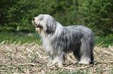 BEARDED COLLIE 146